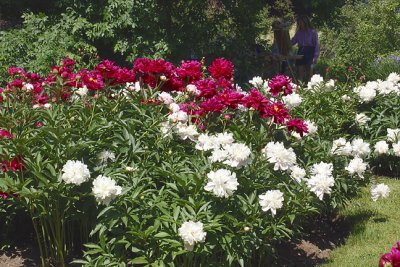 Peony Beds