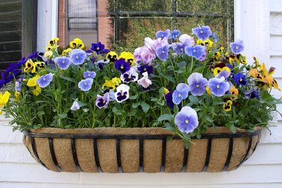 Pansy Window Planter