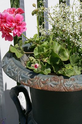 Geranium Planter, on Steps, Detail