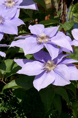 Blue Clematis
