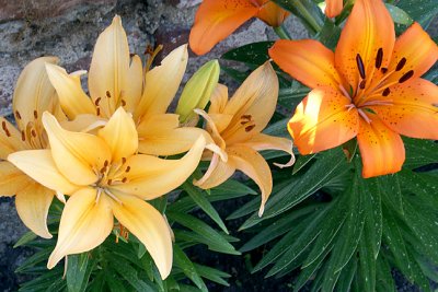 Lilies