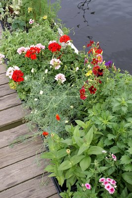 Plants at Dockside, Portsmouth
