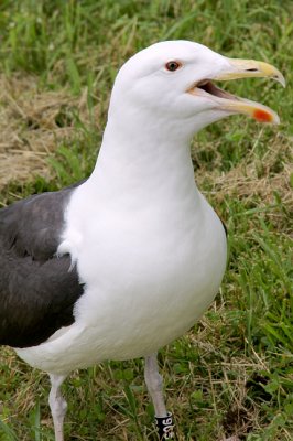 Seagull Protesting