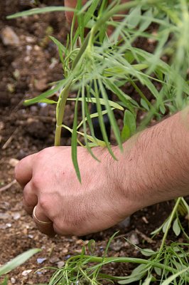 Keith Mills Placing Plant in Ground