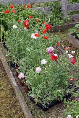 Trays Positioned for Planting