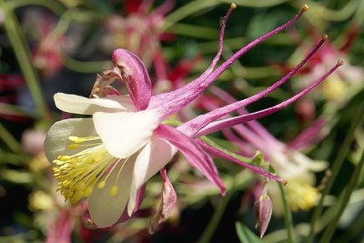 Columbine, Detail