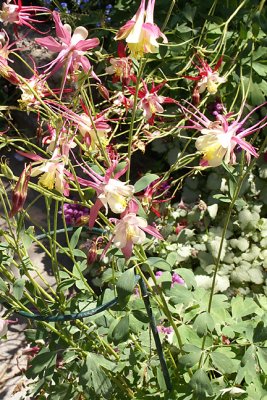 Columbine
