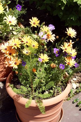 Clay Pot with Daisies