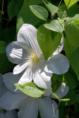 Portsmouth Pocket Gardens, 2007