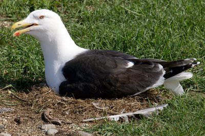 Seagull Nesting, in Open