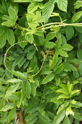 Vines on Garden Fence