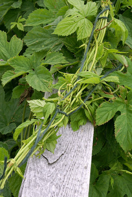 Hops Tied and Trained