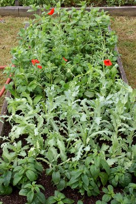 Completed Garden Bed