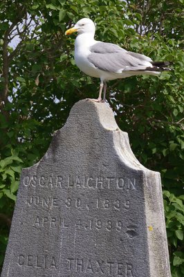 Gull Surveying Geranium Planting