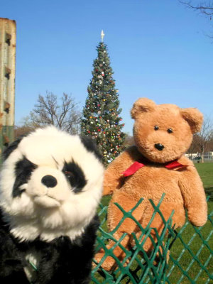 Capitol Christmas Tree