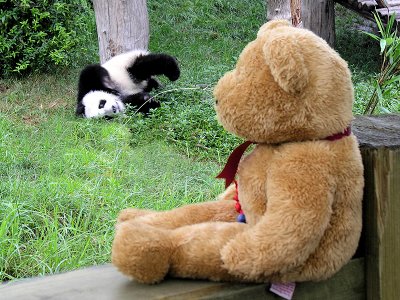 Young Pandas are more lively...