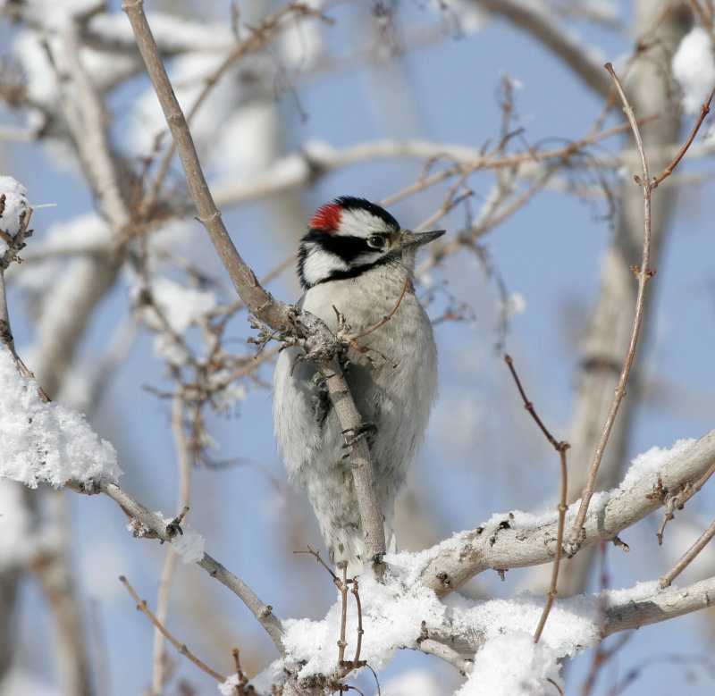 Downy Woodpecker