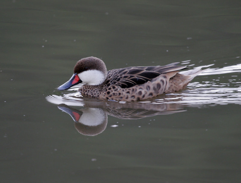 White-cheeked Pintail