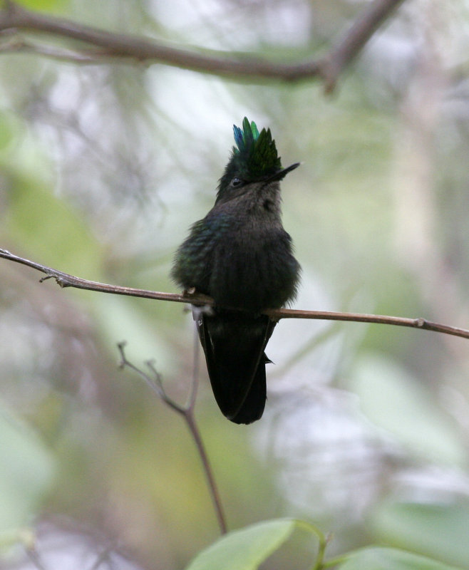 Antillean Crested Hummingbird