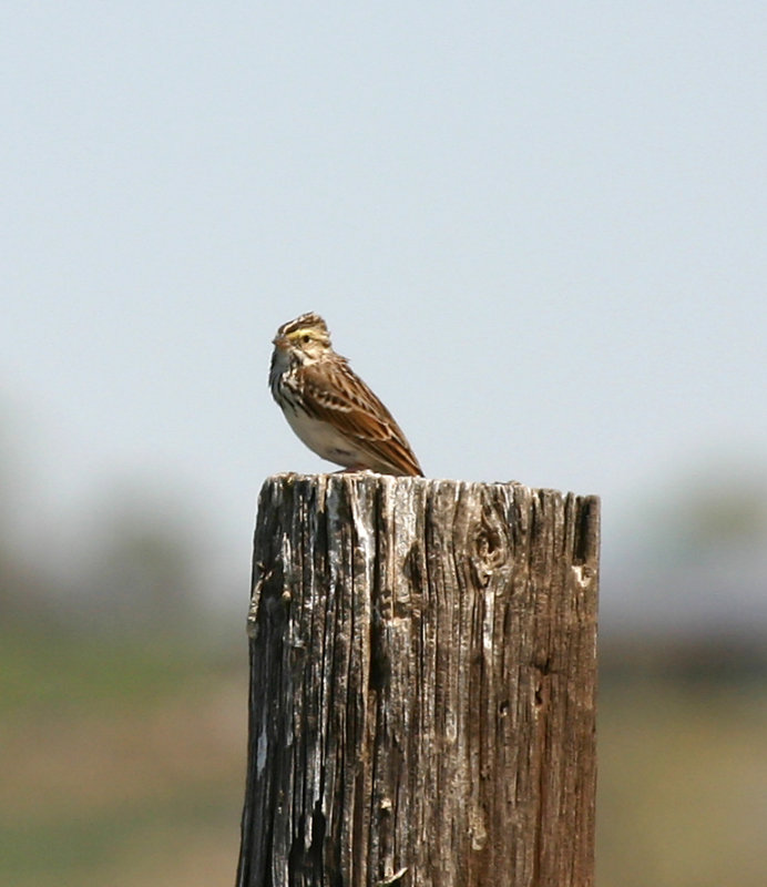 Savannah Sparrow