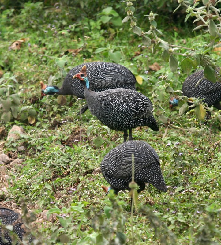 Helmeted Guineafowl