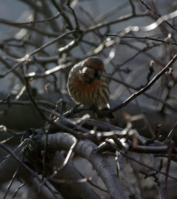 House Finch with tumor