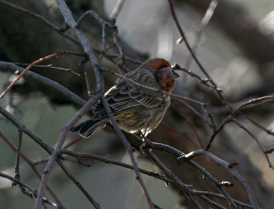 House Finch with tumor