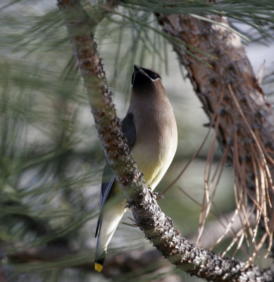 Cedar Waxwing