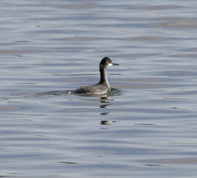 Eared Grebe