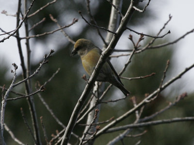 Red Crossbill