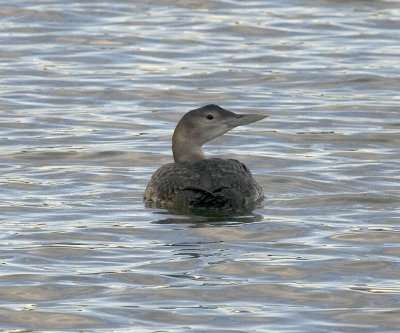 Yellow-billed Loon