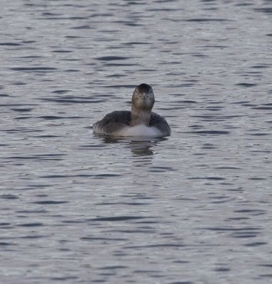 Yellow-billed Loon