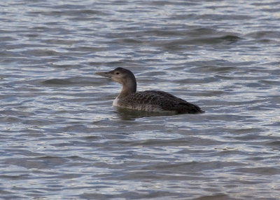 Yellow-billed Loon