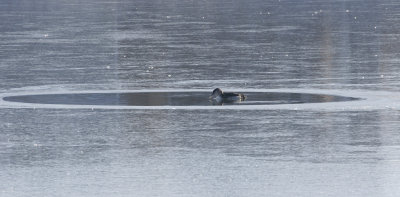 Yellow-billed Loon