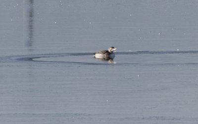 Yellow-billed Loon