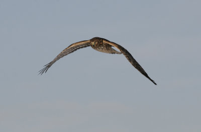 Northern Harrier