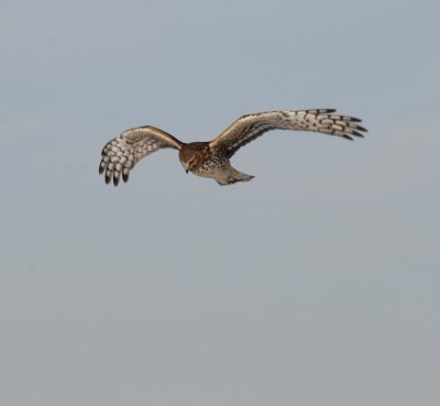 Northern Harrier