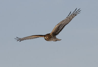 Kites & Harriers