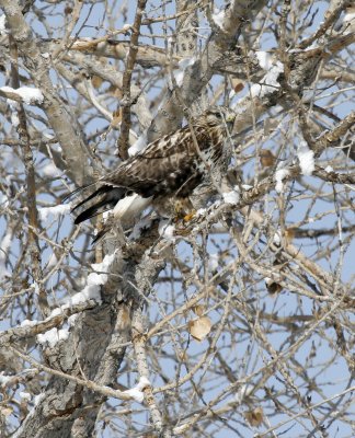 Rough-legged Hawk