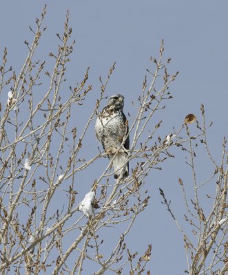 Rough-legged Hawk