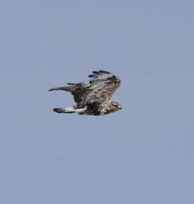 Rough-legged Hawk