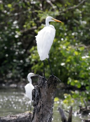 Great and Snowy Egrets