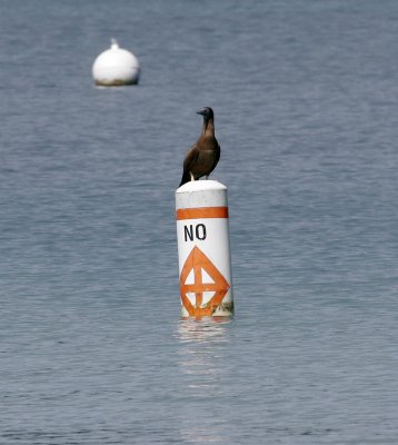 Brown Booby on a buoy