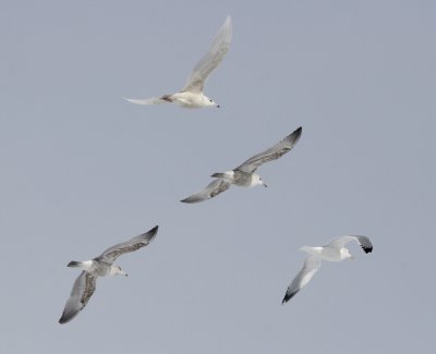 Glaucous Gull