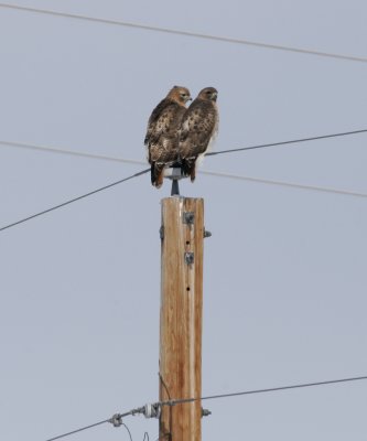 Red-tailed Hawk pair