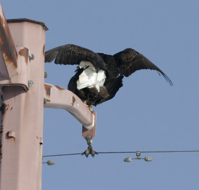 Bald Eagles (note leg bands on female)