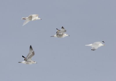 Glaucous Gull