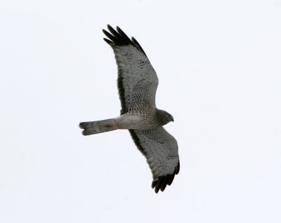 Northern Harrier (male)