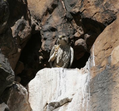 Prairie Falcon
