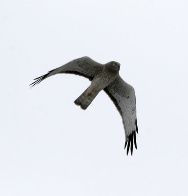 Northern Harrier (male)